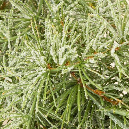 Article Guirlande décorative en mélèze pour une ambiance chaleureuse, 250 cm