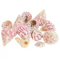 Article Décoration maritime décoration coquilles d&#39;escargots rose Trochus Maculatus 1100gr
