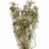 Article Fleurs séchées aneth nature sec floristique 50cm 20p