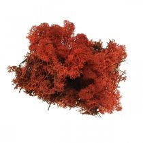 Article Mousse décorative rouge Sienne mousse naturelle pour l&#39;artisanat, séchée, colorée 500g