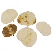 Article Feuilles séchées Deco Moneta Crème Floristique Sèche 100g