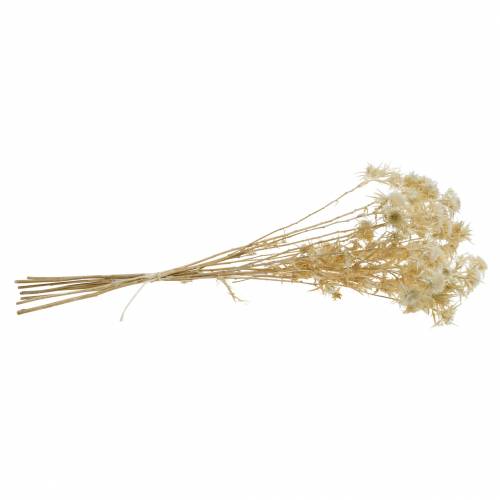 Article Branche de Chardon Fleur Séchée Blanchie 80g