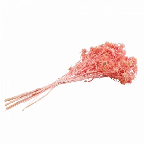 Article Branche déco de chardon séché Fleurs séchées vieux rose 100g