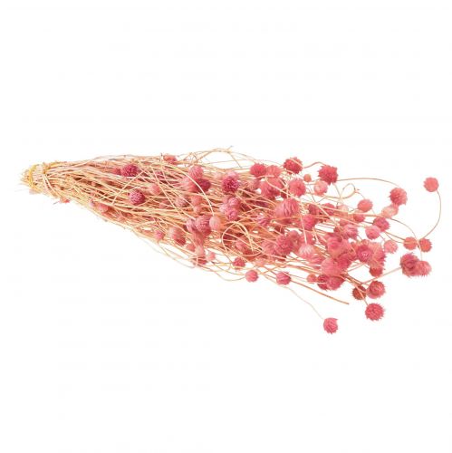 Article Décoration chardon fraise fleurs séchées vieux rose rose 50cm 100g