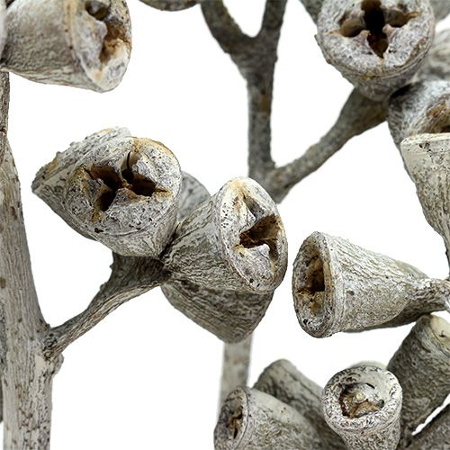 Article Branches d'eucalyptus naturelles exotiques blanchies 25pcs