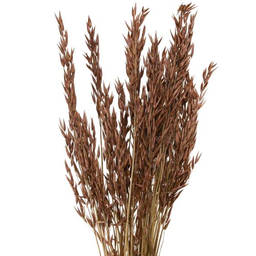 Avoine décoration sèche herbe sèche marron L64cm 70-75g 2pcs