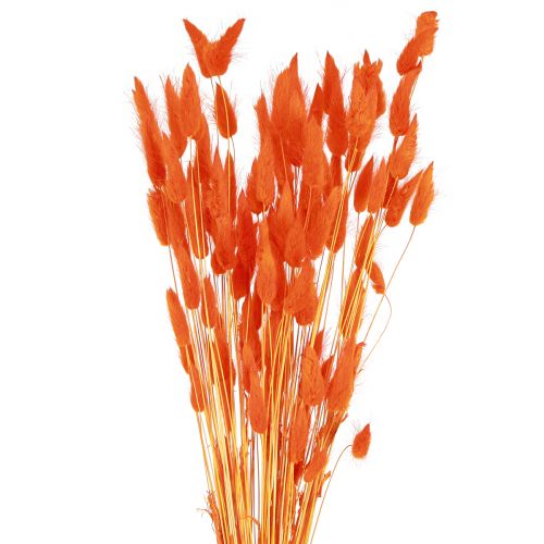 Floristik24 Queue de Lapin Herbe Lagurus Orange Séchée 50-60cm 50g