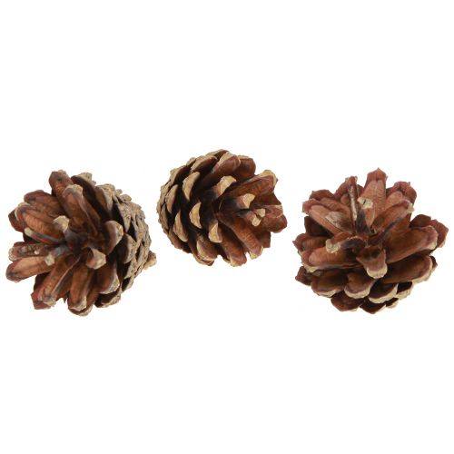 Pommes de pin décoratives Pommes de pin sylvestres naturelles 4-5cm 250g