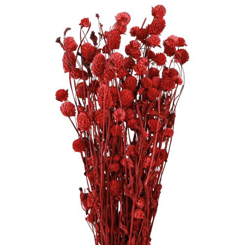 Article Globe amarante Gomphrena Globosa rouge foncé L45cm 100g