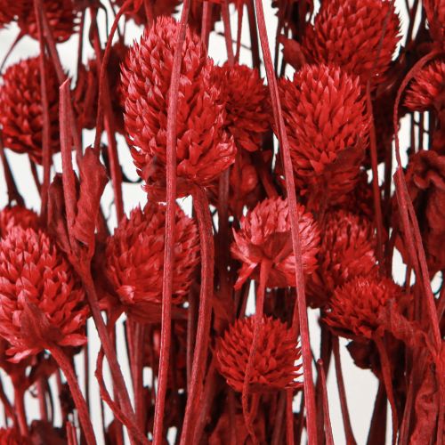 Article Globe amarante Gomphrena Globosa rouge foncé L45cm 100g