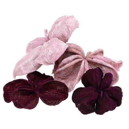 Floristik24 Landlotus Mix Mûre, Vieux Rose 50 pcs