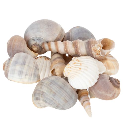 Article Coquillages Déco marine naturelle pour intérieurs élégants Déco d'été 500 g