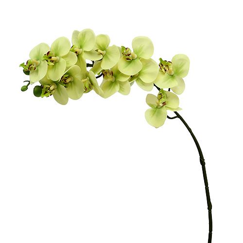 Branche d'Orchidée Lumineuse LED
