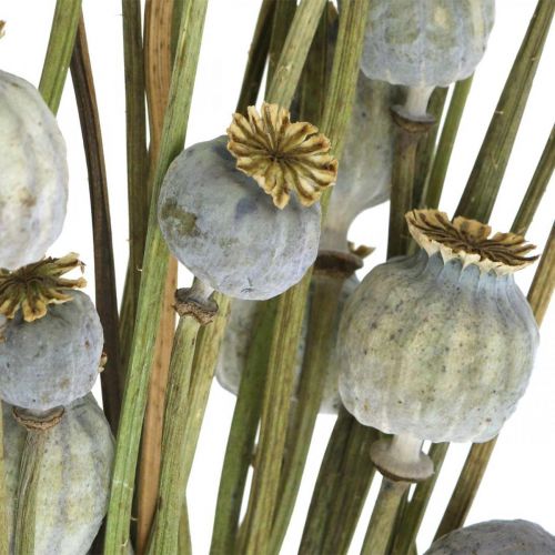 Capsules de pavot somnifère - Vente fleurs séchées FRANCE
