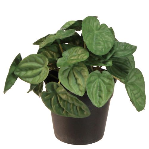 Peperomia Green Twist - Plante d&#39;intérieur robuste et décorative en pot de 20 cm