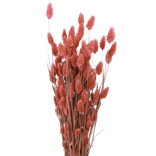 Phalaris brillance herbe fleurs séchées rose 64cm 70g × 2 bouquets