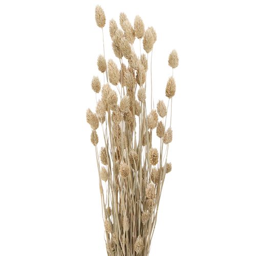 Phalaris alpiste fleurs séchées blanc L64cm 75gx2pcs