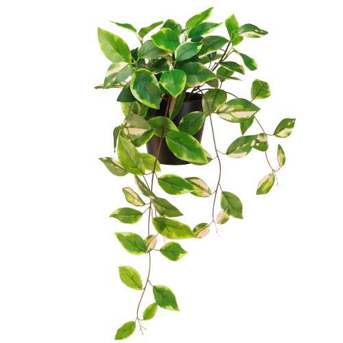 Philodendron Scindapsus avec pot, facile d&#39;entretien - idéal pour le bureau et la maison 32cm