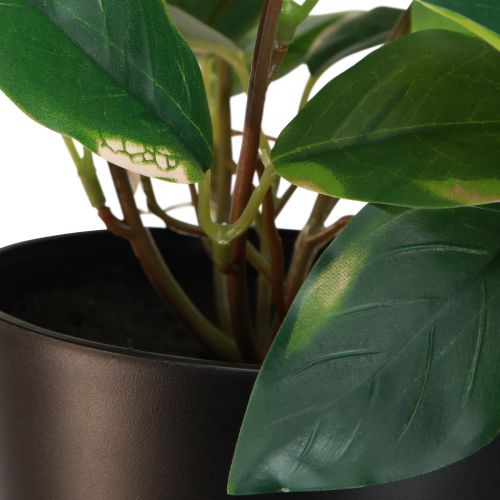 Article Philodendron Scindapsus avec pot, facile d&#39;entretien - idéal pour le bureau et la maison 32cm