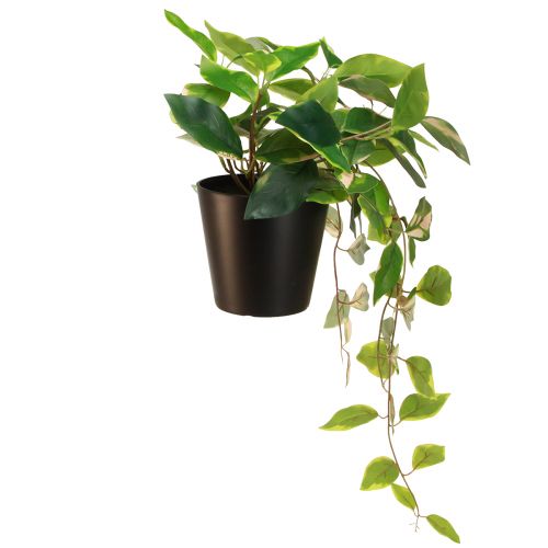 Article Philodendron Scindapsus avec pot, facile d&#39;entretien - idéal pour le bureau et la maison 32cm