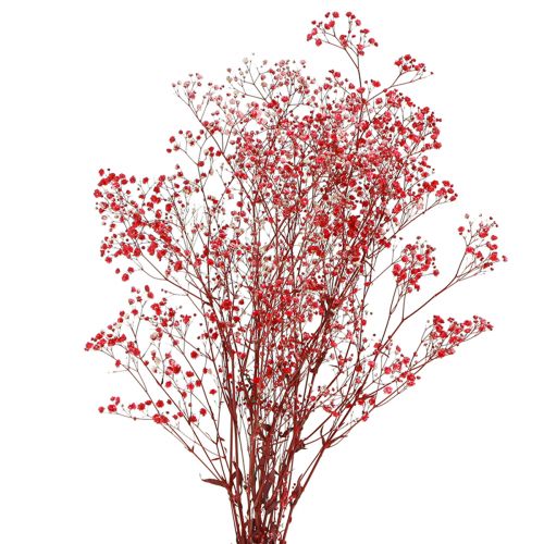 Gypsophile Gypsophile Fleurs Séchées Rouge 50cm 55g