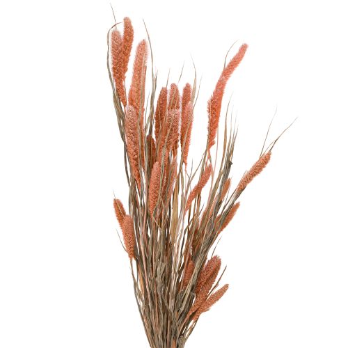 Setaria soies millet décor sec saumon 69cm 70-75g x 2pcs