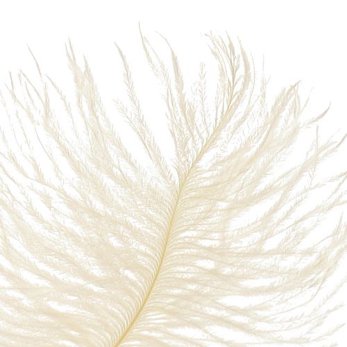 Article Exquise plume décorative blanc crème plume d&#39;autruche blanche 20-25 cm 12 pièces.