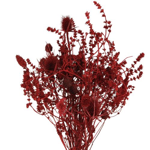 Floristik24 Bouquet de fleurs séchées décoration chardon en rouge vin 40cm 80g