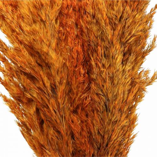 Article Carex d&#39;herbe sèche herbe décorative séchée orange 70cm 10 pcs