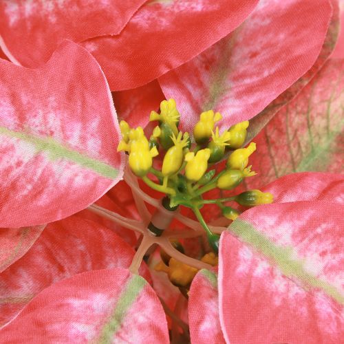 Article Poinsettia Artificiel Rouge Rose L35cm 6pcs 2 bouquets