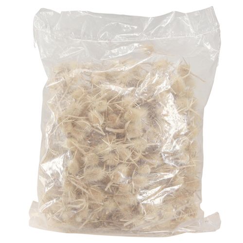 Article Cardon sauvage blanchi séché décoration naturelle 3-6cm 1kg