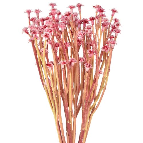 Floristik24 Curry Herbe Immortelle Artificielle Rose L28cm 12 pcs 1 botte