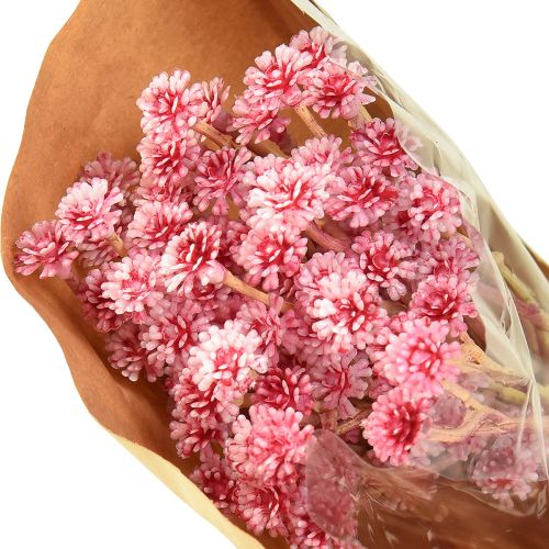 Article Curry Herbe Immortelle Artificielle Rose L28cm 12 pcs 1 botte