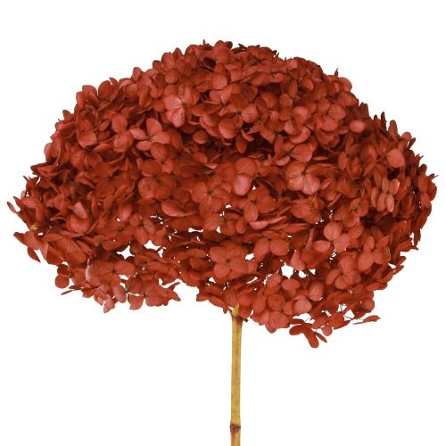 Article Hortensia Fleurs Séchées Stabilisées Rouge Ø20cm L50–60cm