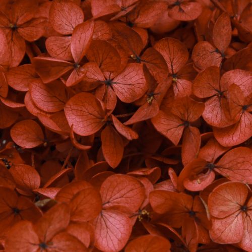 Article Hortensia Fleurs Séchées Stabilisées Rouge Ø20cm L50–60cm