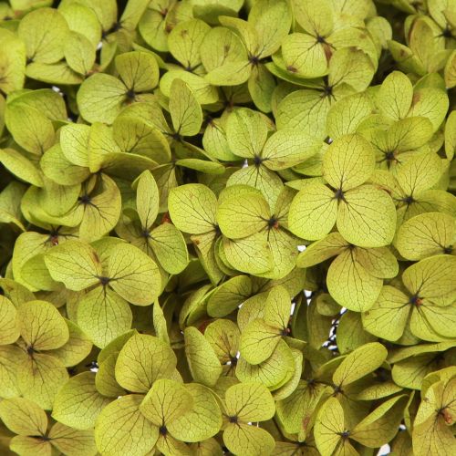 Article Hortensia stabilisé grand en vert Ø20cm L50–60cm