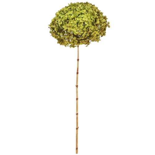 Article Hortensia stabilisé grand en vert Ø20cm L50–60cm