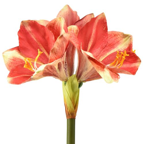 Floristik24 Amaryllis Artificielle Rose et Crème – Grande Fleur à Tige 76cm