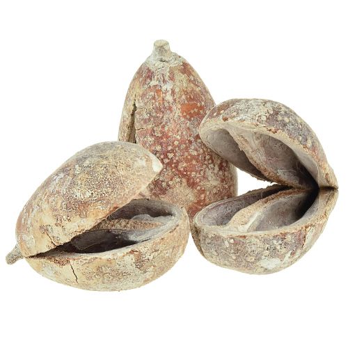 Gousses de moka écorces de fruits Gousses de poire blanchies à la chaux 4 - 6 cm 50 pièces