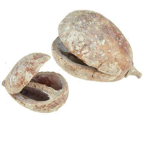 Article Gousses de moka écorces de fruits Gousses de poire blanchies à la chaux 4 - 6 cm 50 pièces