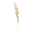 Floristik24 Branche décorative séchée Ruscus Ruscus blanchi 62cm 1 pièce