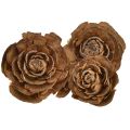 Floristik24 Cônes de cèdre coupés en cèdre rose rose 4-6cm naturel 50pcs.