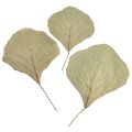 Floristik24 Feuilles de cobra séchées vert naturel 15cm–17cm 50pcs