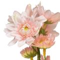 Floristik24 Fleurs artificielles Asters artificiels Fleurs en soie Rose 80cm