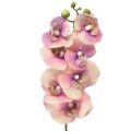 Floristik24 Orchidée Phalaenopsis artificielle 7 fleurs violet crème 73cm