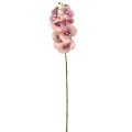 Floristik24 Orchidée Phalaenopsis artificielle 7 fleurs violet crème 73cm