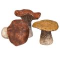 Floristik24 Figurines décoratives en forme de champignon inspirées de la nature en lot de 3 - différentes nuances de marron, 6,4 cm - des accents charmants pour le jardin et la maison