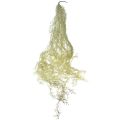 Floristik24 Tillandsia suspendu décoratif Tillandsia artificiel vert blanc 180cm